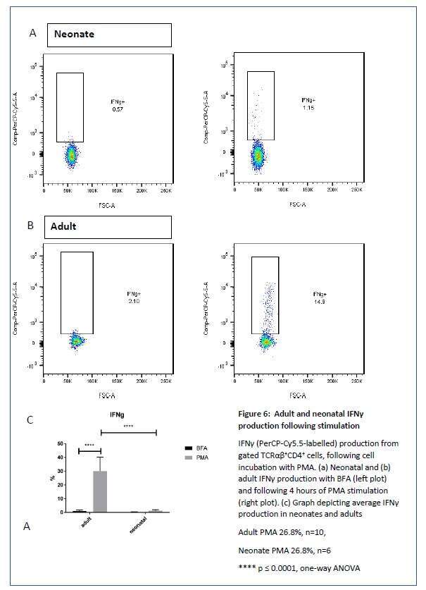 Adult and neonatal IFNγ production following CD4 T cell stimulation